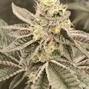 Animorph Mints ‘My Keeper Cut’