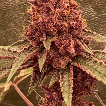 Pora’s Purple CN#6 (Relentless Genetics)