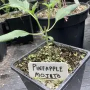 Pineapple Mojito S1