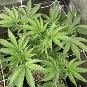 All Starz (LIT FARMS)