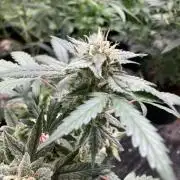 Double Smile (Mephisto Genetics)