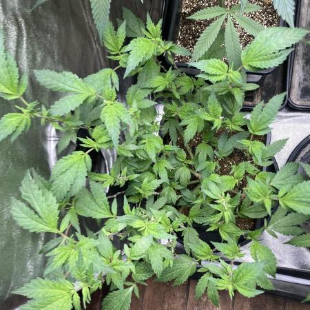 Chrome Dome Clone (Compound Genetics)