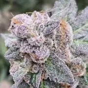 Do-lato V2 (In House Genetics)