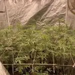 Rainbow Gelato (Wizard Trees)