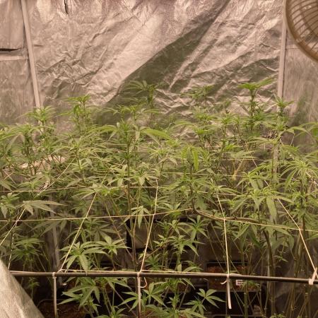Rainbow Gelato (Wizard Trees)