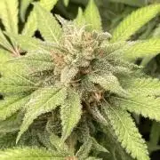 Strawberry Ak (Serious Seeds)