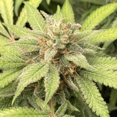 Strawberry Ak (Serious Seeds)