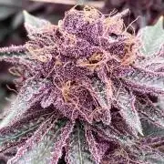 CN#6 Pora’s Purple Clones (Relentless)