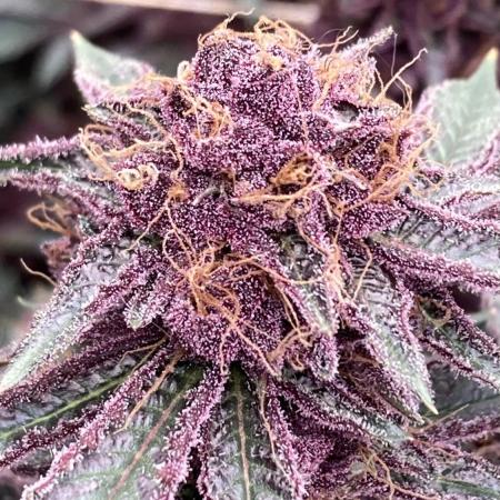 CN#6 Pora’s Purple Clones (Relentless)