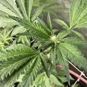 Chrome Dome (Compound Genetics)