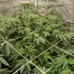 PLATINUMZ#3 (In House Genetics)