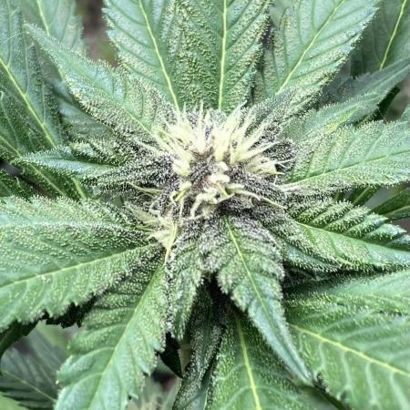 Getting Frosty with the Boys