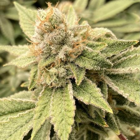 PLATINUMZ#2 (In House Genetics)