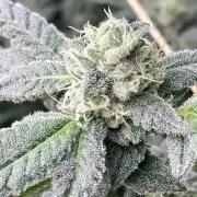 Rainbow Marker #2 (LIT Farms)