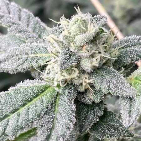 Rainbow Marker #2 (LIT Farms)