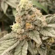 Zoy Sauce Clones (my Cut)