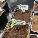 Rainbow Gelato (Wizard Trees)