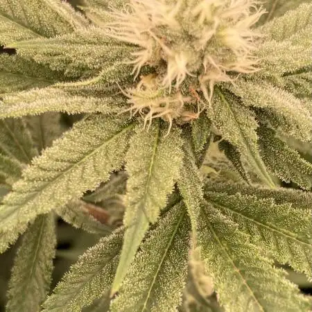 PlatinumZ (In House Genetics)