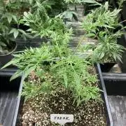 Frosty’s Purple Freak (Khalifa)