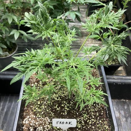 Frosty’s Purple Freak (Khalifa)