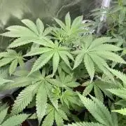 FrozayPie x MannaMountain (ttcultivator)