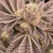 Animorph Mints ‘My Keeper Cut’