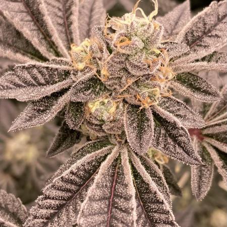 Animorph Mints ‘My Keeper Cut’