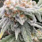 White Rhino (Green House Seeds)