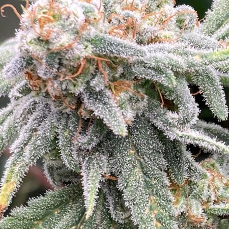 White Rhino (Green House Seeds)
