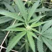 Zoy Sauce Clones (my Cut)