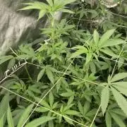 Rainbow Marker Clones (Lit Farms)