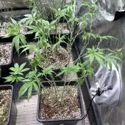 White Rhino (Green House Seeds)