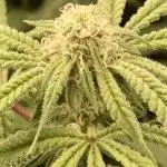 Pink Runtz x Hollywood (Cookies)