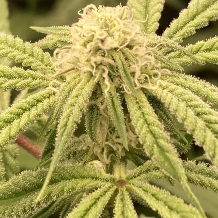 Pink Runtz x Hollywood (Cookies)