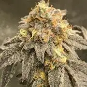 Rainbow Gelato Clones (Wizard Trees)