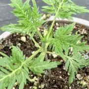 Frosty’s Purple Freak (Khalifa)