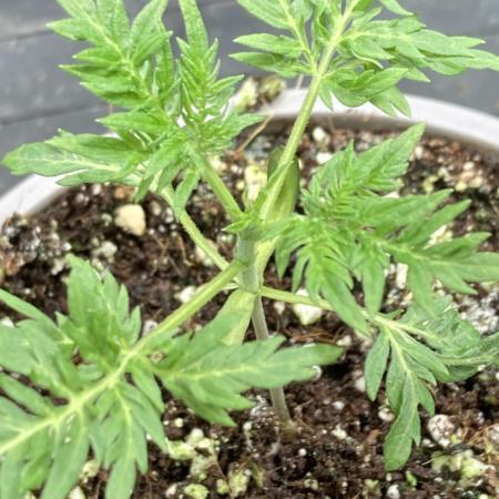 Frosty’s Purple Freak (Khalifa)