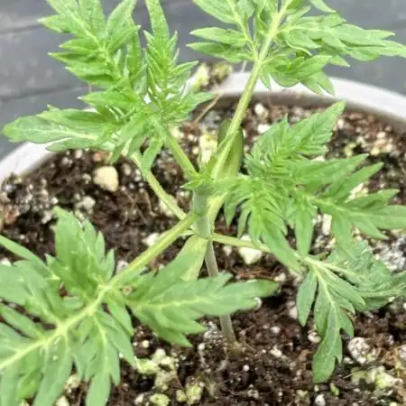Frosty’s Purple Freak (Khalifa)