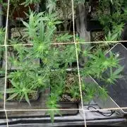 Do-lato V2 (In House Genetics)