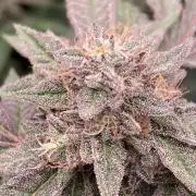 Pink Runtz x Hollywood Clones (Cookies)