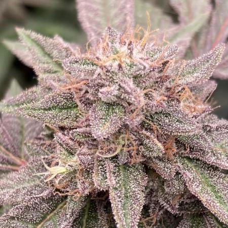 Pink Runtz x Hollywood Clones (Cookies)