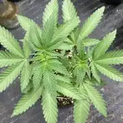 Do-lato V2 (In House Genetics)