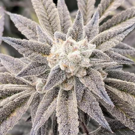 Pink Runtz x Hollywood (Cookies)