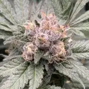 BlackCherry Punch (In House Genetics)