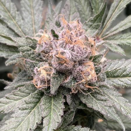BlackCherry Punch (In House Genetics)