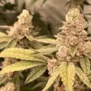 Apples & Bananas x Zoda (Umami Seed Co)
