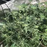 Frosty’s Purple Freak (Khalifa)