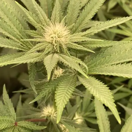 PlatinumZ (In House Genetics)