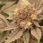 Motor OG #3 Clones (LIT Farms)