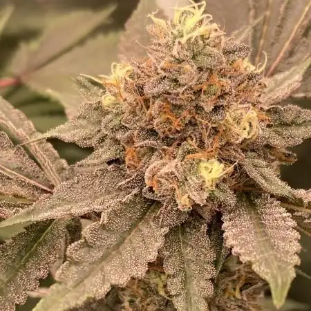 Motor OG #3 Clones (LIT Farms)